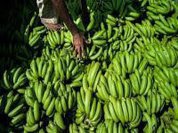 Bananas have key role in food for the warming world