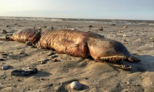 Hurricane Harvey washes ashore deepwater monster in Texas