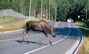 Video shows moment when baby moose knocks down woman in Russian city