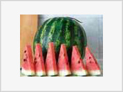 Juicy watermelon can be as miraculous as Viagra