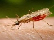 Resistant malaria strain would cause a public health catastrophe