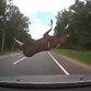 Flying moose lands on rooftop during car accident