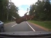 Flying moose lands on rooftop during car accident