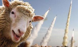 Sheep disrupt the work of US missile defences in Romania