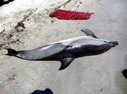Suicidal dolphins scared of submarines