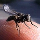 Businessmen slays 40kg of flies