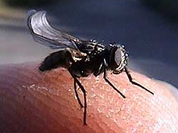 Businessmen slays 40kg of flies