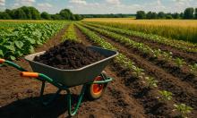 European Farmers Continue to Rely on Russian Fertilizers as Alternatives Fall Short