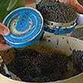 Deadly caviar no longer a threat