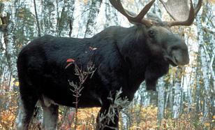 Russian Communist MP stripped of immunity for illegal elk hunting
