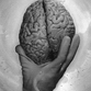 Studies affect brain growth