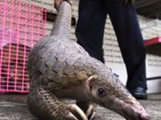 And our next victim is... The Pangolin!