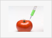 Russian scientists develop anti-AIDS vaccine from genetically modified tomatoes