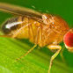 100 years of fruit fly tests show no evolution