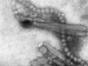 Influenza A (H7N9) - Danger of a pandemic?