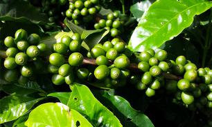 Climate change may destroy coffee plantations around the world