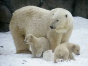 Moscow polar bear cubs appear