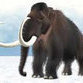 Could wooly mammoths be brought back?