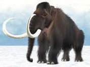 Could wooly mammoths be brought back?
