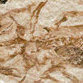 Researchers find fossil salamanders' last meals