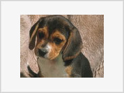 Animal welfare groups to help pet owners pursue claims of animal cruelty and civil rights violations