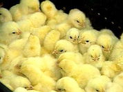 Police siren kills 435 Chinese chicks