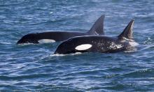 In Kamchatka, locals and rescuers help four killer whales escape from shallow waters