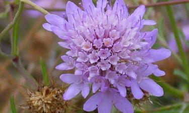The Forgotten Summer Flower That Blooms Until Frost