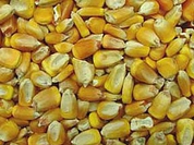 Russia sends 80 tons of poisoned corn back to the US