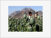 NATO’s Afghanistan: The Champion of Drugs Production
