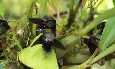 Rare Madagascar Orchid Blooms in Moscow’s Apothecary Garden