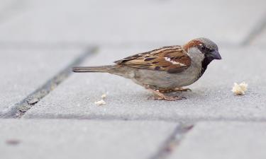 Russia Counts 45 Million Sparrows During Annual Census
