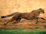 Can man be as fast as cheetah?