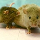 Scientists discover life-extending protein in mice to slow ageing in men