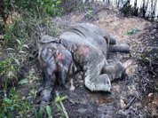 NGO offers reward for capture of elephant killers