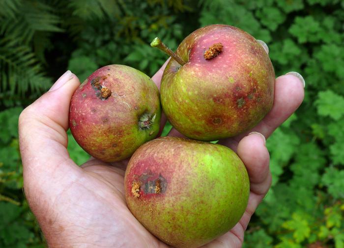 Russia to purchase apples from North Korea due to poor harvest