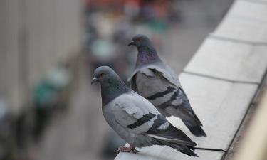 Russians Could Face Fines for Bird Droppings Left After Feeding Flying Rats