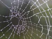 Scientists decode key to spider web strength