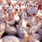 Russia to stop importing US poultry