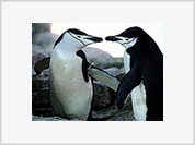 Living in a homosexual world of gay penguins and lesbian fruit flies