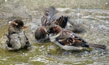 The Hidden Survival Genius of the Sparrow: How a Tiny Bird Conquered the World