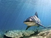 After attacks, France will hunt sharks in Reunion island