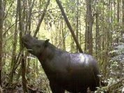 Supposedly extinct species of rhinoceros is seen in Indonesia