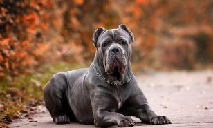 Video: Cane Corso dogs maul Pomeranian to death before children's eyes