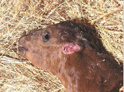 American farmers find mutilated cows on pastures