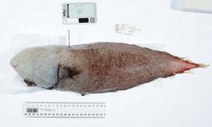 Scientists catch faceless fish that has no scales