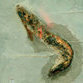 'Remarkably preserved' shrimp is 350 million years old?