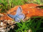 Fukushima accident causes mutation in butterflies