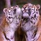 Russia takes steps towards protecting tigers