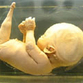 Genderless baby-mermaid born in Moscow region